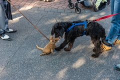 altstadtfest-2018.05.26-5995